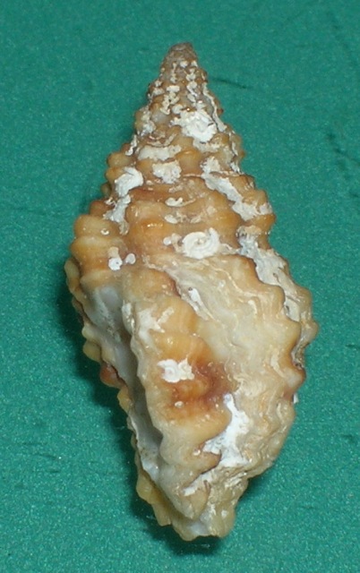 Muricopsis cristata